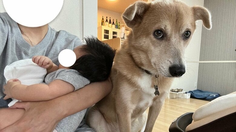 「ちょっと失礼…」意地でも飼い主の隣に座りたい犬がかわいい…赤ちゃんに嫉妬？いつもの光景なのか聞いた｜FNNプライムオンライン