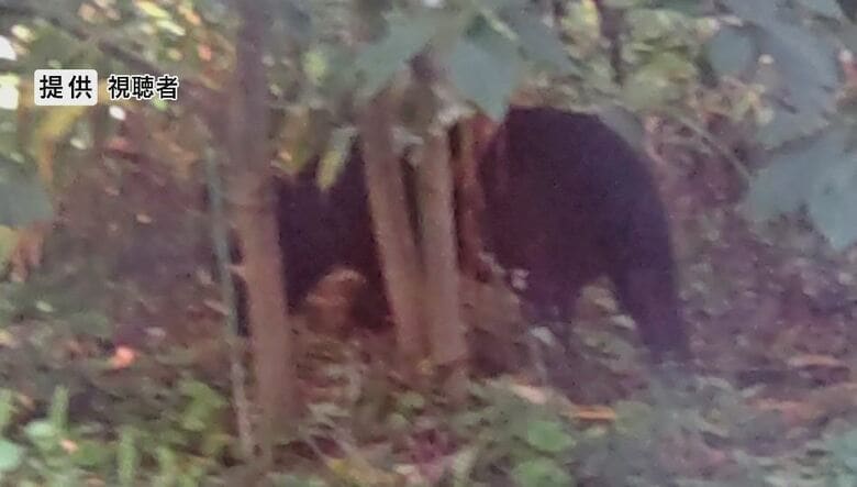 クマがうろうろ「また庭に来た、山に帰ったと思ったら」　爆竹を鳴らすと走り去る　体長約1ｍの成獣か　周辺で目撃相次ぐ｜FNNプライムオンライン