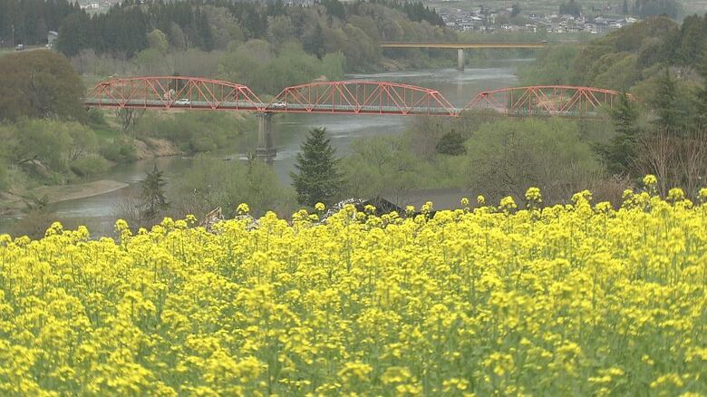 菜の花が見ごろ　早すぎる春の訪れに心配の声「祭りまで花がもつか…」　道の駅では特産のアスパラガスが店頭に並ぶ　長野・飯山市｜FNNプライムオンライン