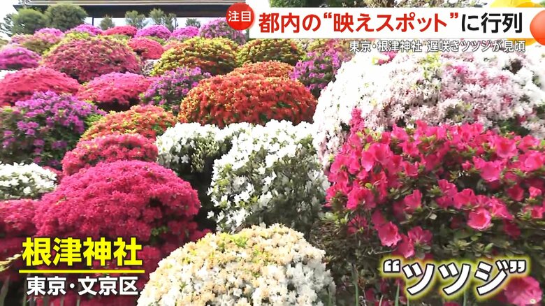 「なんてゴージャスなの！」映えスポットに外国人観光客が行列　咲き誇る3000株のツツジ、東京スカイツリーを藤の花や赤い橋と撮影できるスポットも｜FNNプライムオンライン