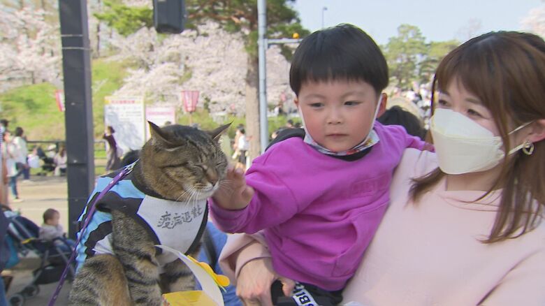 なでられても、じっとしているさくら