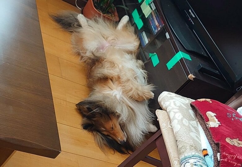 仰向けで寝るウニくん