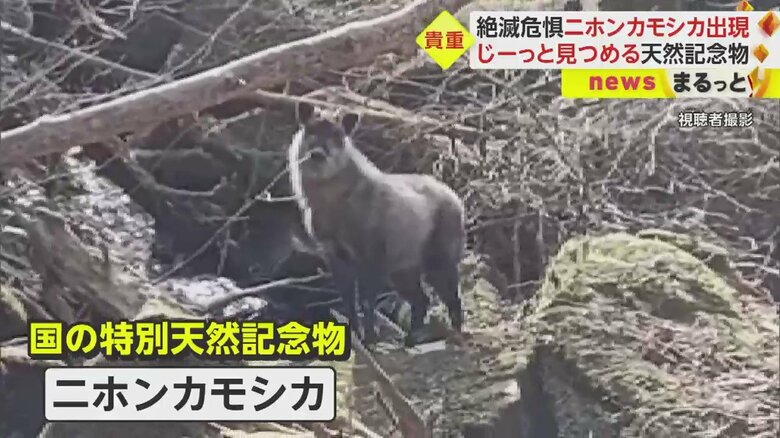 じーー…っとこちらを見つめる