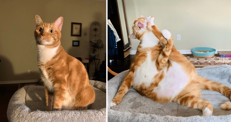 (左)背筋の伸びた「普通の猫」状態から… (右)やっぱり不思議ポーズに