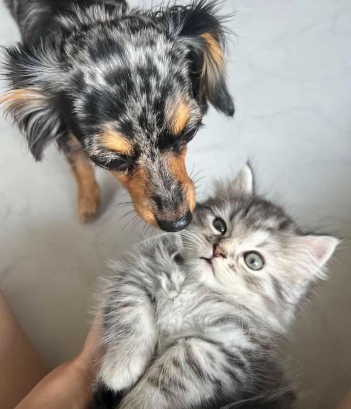 提供：チワックスの諭吉くん。さん