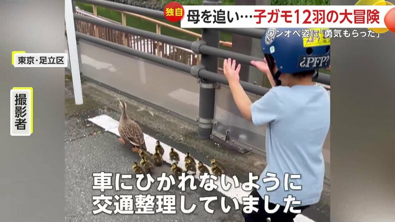 カモの親子がひかれないよう誘導する撮影者の子ども（FNN投稿サイト「ビデオPost」）