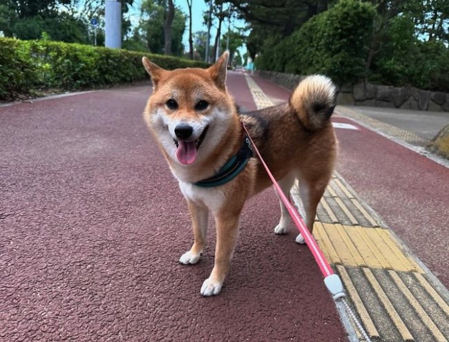 提供：はちさん
