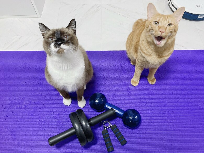 左：たぬき　右：とら　提供：たぬき&とらさん