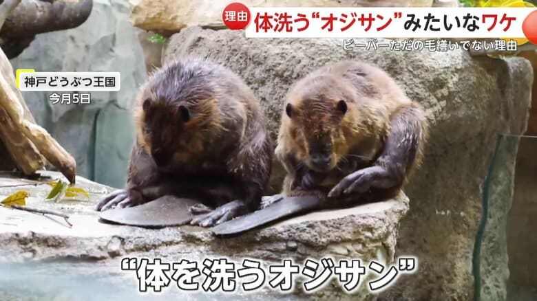 まるでオジサンなビーバー（提供：神戸どうぶつ王国）