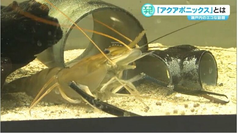 水槽の中の生き物