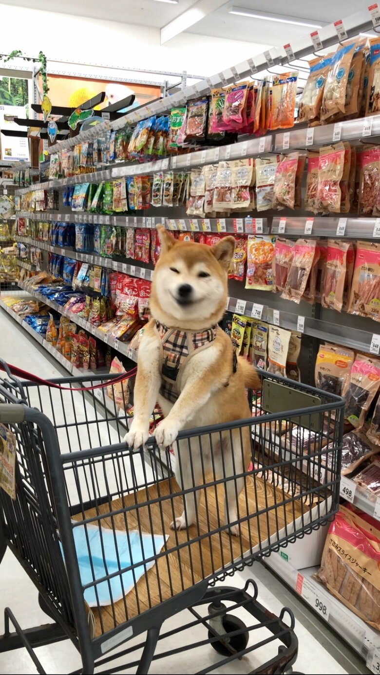 提供：柴犬ももさん