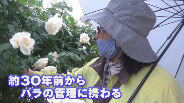 磯野さんは丹精してバラを育てている