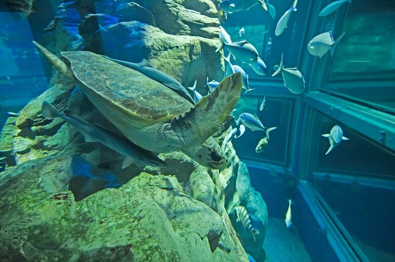 アカウミガメの甲羅とお腹にくっついている（提供：大阪 海遊館）
