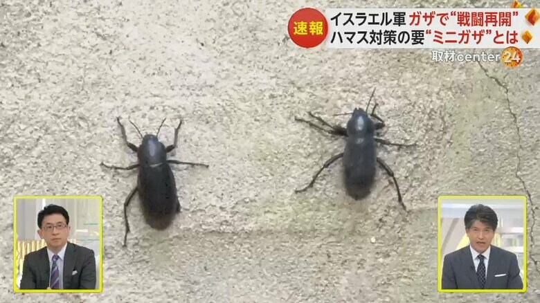 中東地域に生息するような虫