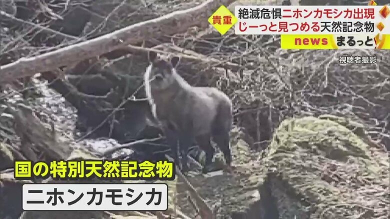 じーー…っとこちらを見つめる
