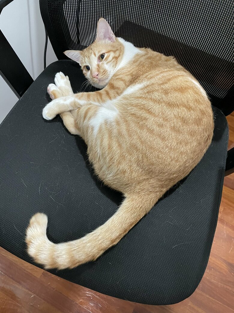 自宅では椅子を占領することも