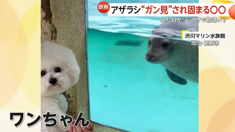 ビション・フリーゼのセトくんを見つめるゴマフアザラシのもち丸くん