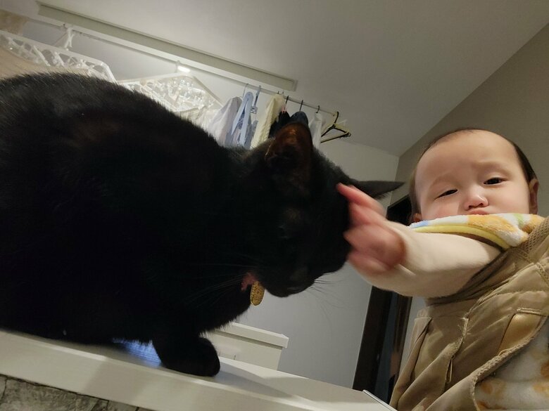 提供：仔猫を拾ったので