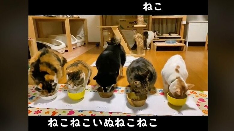 実家の猫ちゃんたちと。中央にいるのがナルトちゃん