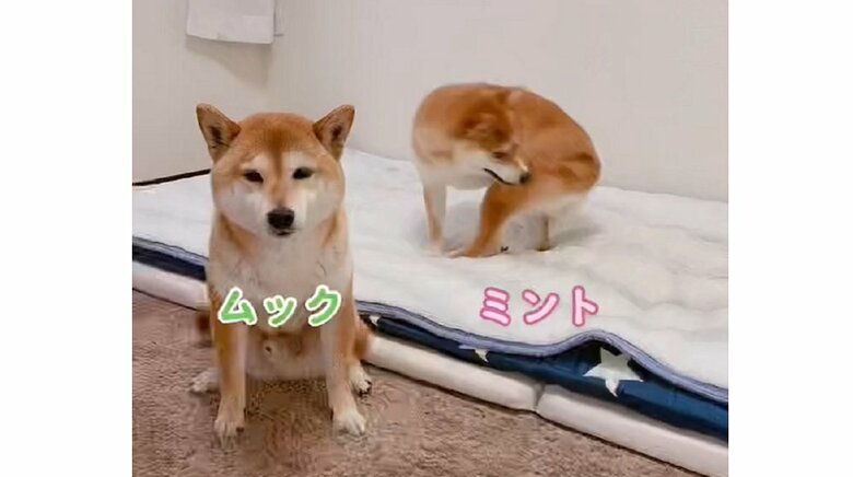 お座りして大人しいムックくん　自分の尻尾で遊ぶミントちゃん