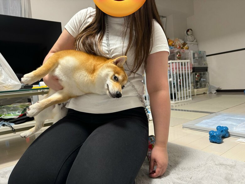 騒ぎすぎて捕獲されたわさびくん（提供：わさび一族さん）