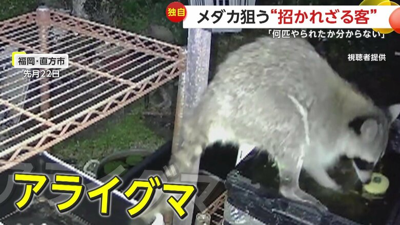 庭にあった水槽をバシャバシャとしているアライグマ（22日の夜、福岡・直方市）