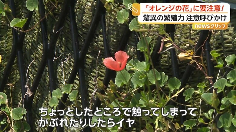 人々の手が届く場所に咲いていた「ナガミヒナゲシ」