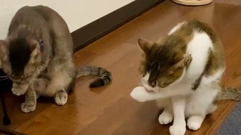 過去のシンクロその1。同じタイミングで手をぺロペロ