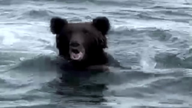 黒い影はヒグマ うなり声をあげ威嚇