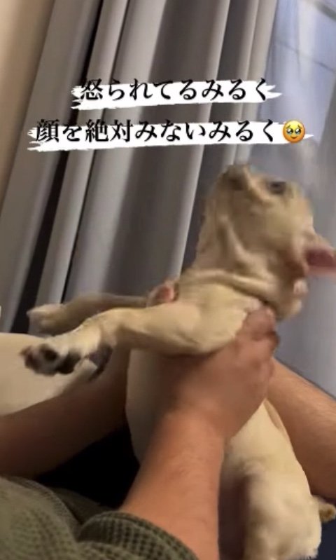 提供：みるくちゃん