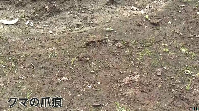 現場にはクマの大きな爪痕が…