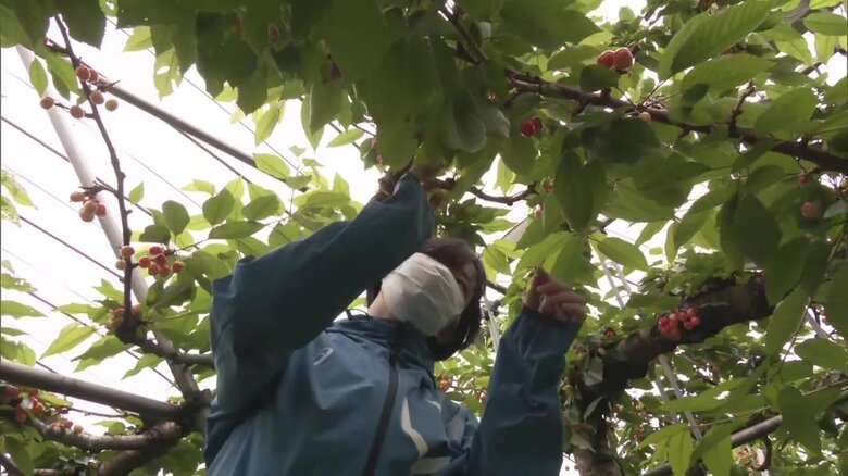 サクランボの収穫を行う佐藤さん