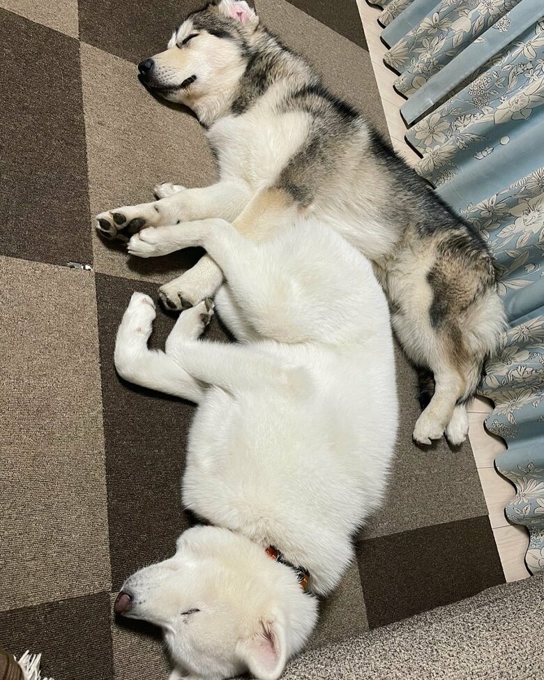 一緒にぐっすり