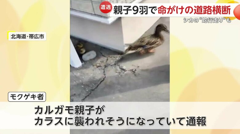 カラスに襲われそうになったカルガモの親子を守るため出動した警察官