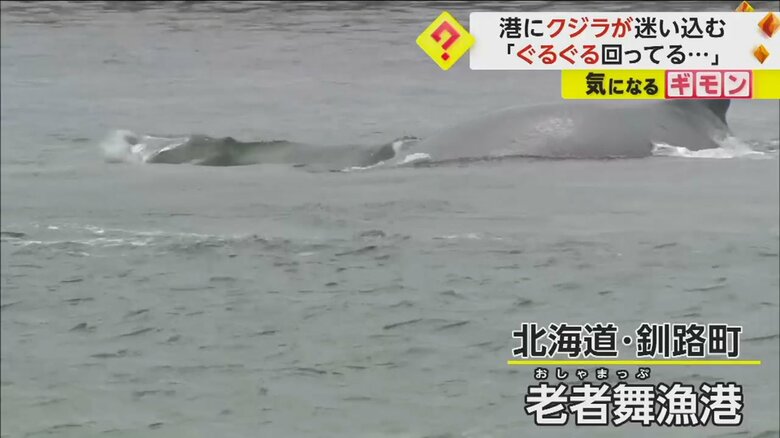 尾びれを見せながら泳ぐ北海道釧路町の老者舞漁内に迷い込んだクジラ