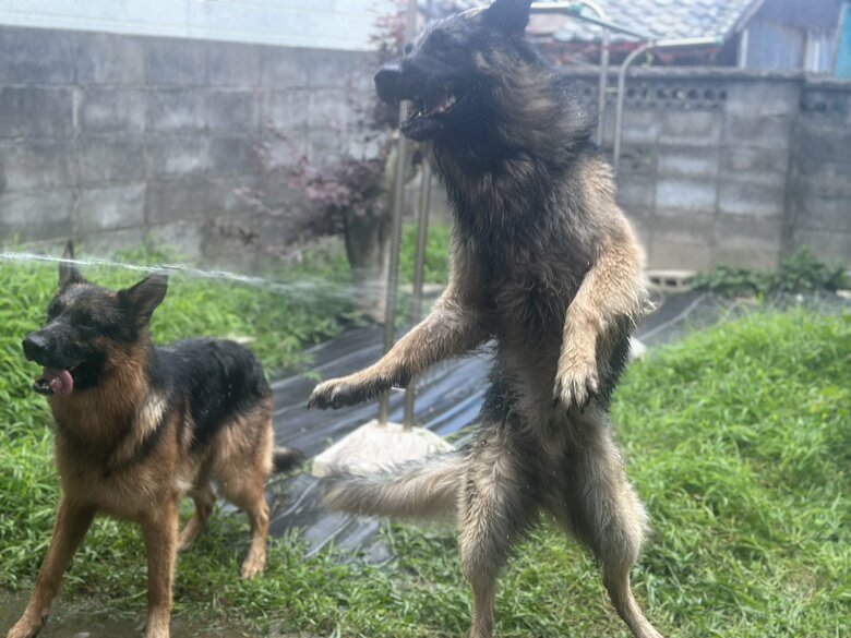 水遊びはワイルド