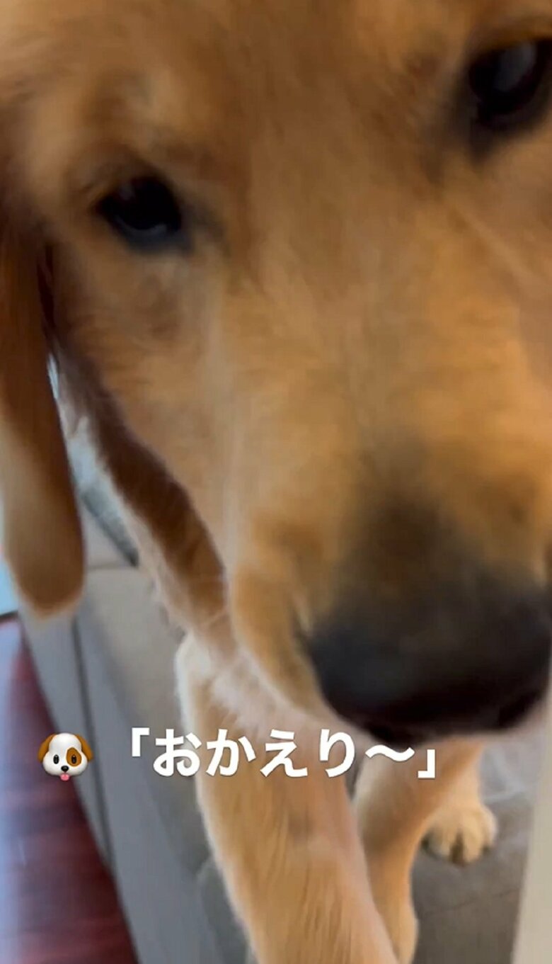 無理だったみたいで飼い主さんへ前足をのばし…