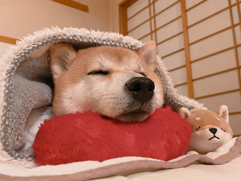 リラックス中の栗太郎くん
