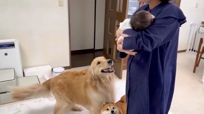 提供：豆柴うに&ゴールデンレトリバーおからさん