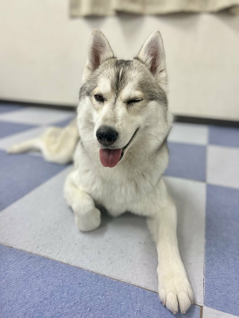 提供：ハスキーいちみちゃんと田舎暮らしさん