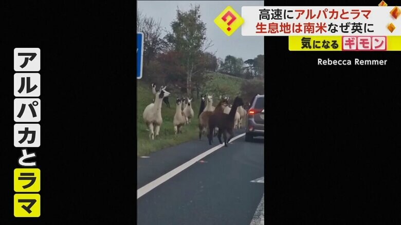 高速道路を歩くアルパカとラマ。すぐそばに車が停まっている
