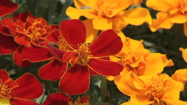 鈴木さんが子どものように育てたマリーゴールド