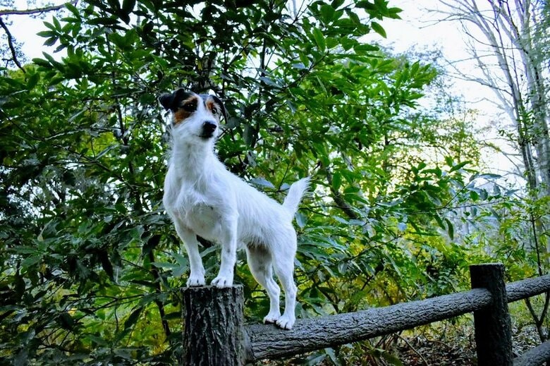 いろいろなパフォーマンスをしてくれるというシャーロットちゃん。