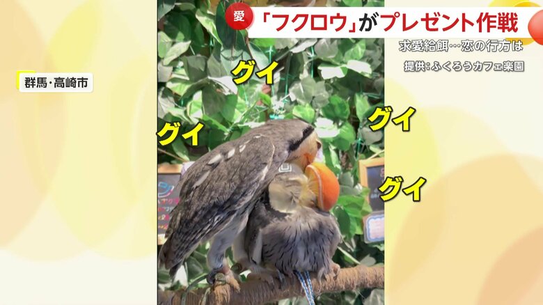 オスのフクロウがお気に入りのぬいぐるみをメスにプレゼントする姿