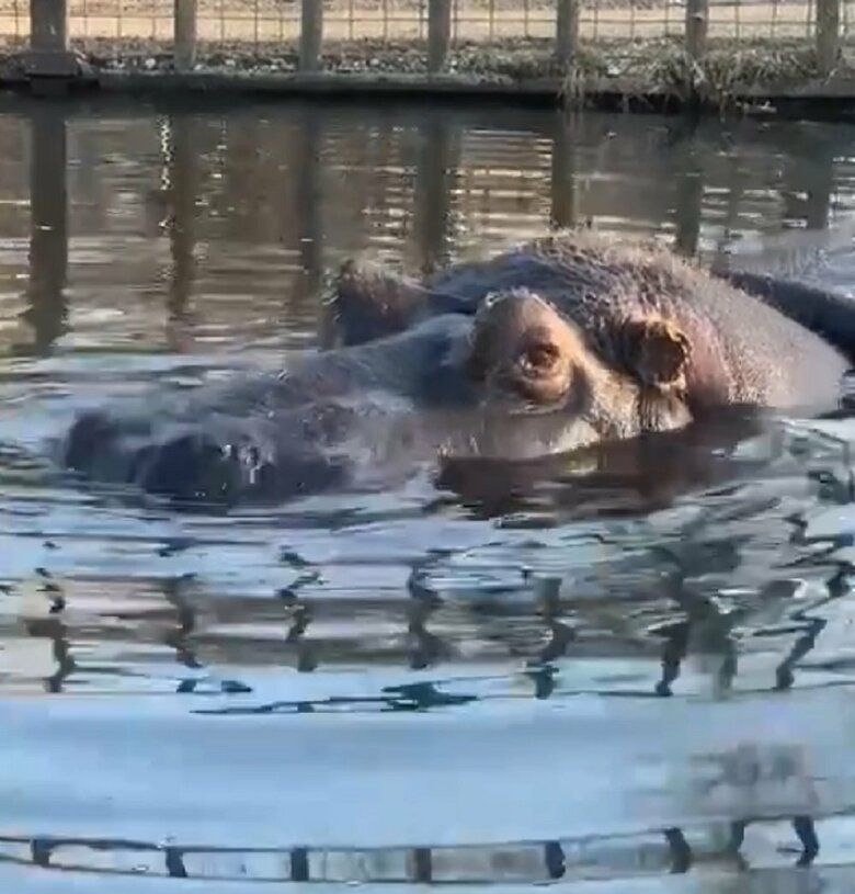 水の中（提供：那須サファリパーク）