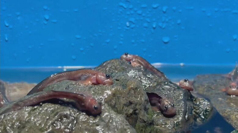 石の上で過ごすヨダレカケ　画像提供：アクアス