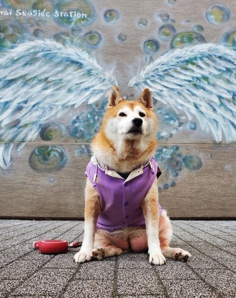 提供：柴犬ななさん