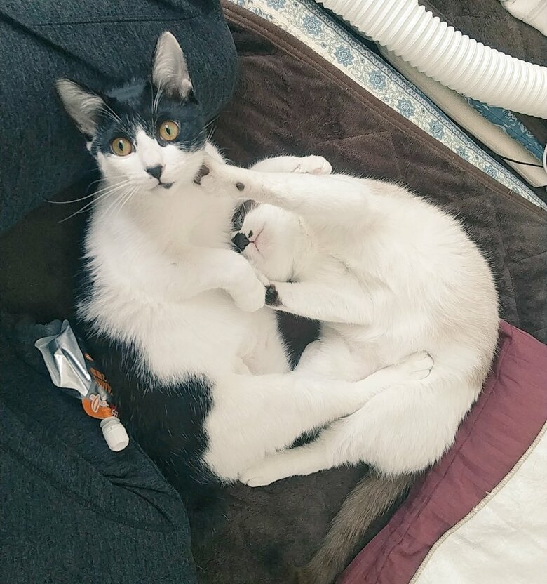 提供：かふぇらてさん