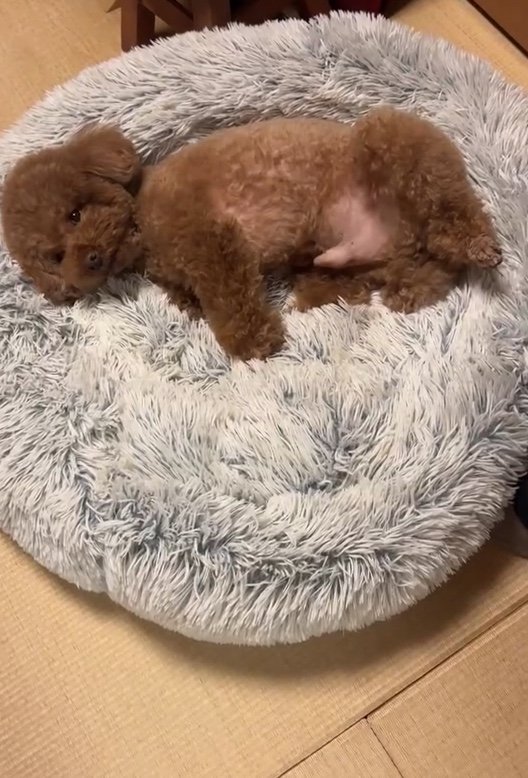 提供：Leo トイプードルさん