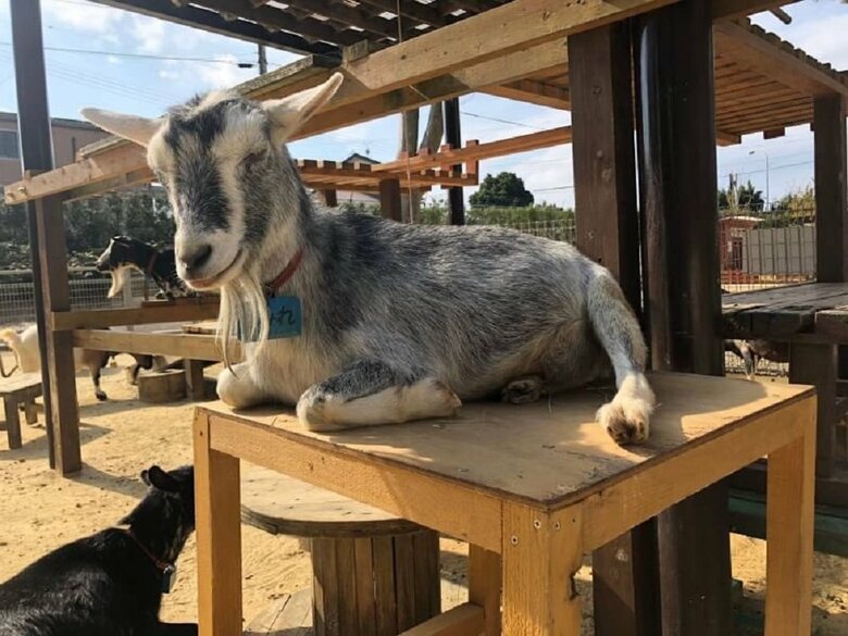 寝ているヤギ　実は半目になっている…